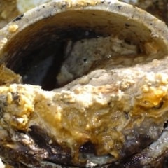Effects of a Broken Grease Trap