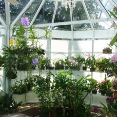 Growing Flowers and Fruit in Your Greenhouse