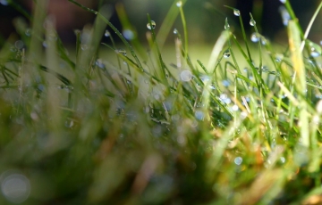 Roots Landscaping, Bethel CT